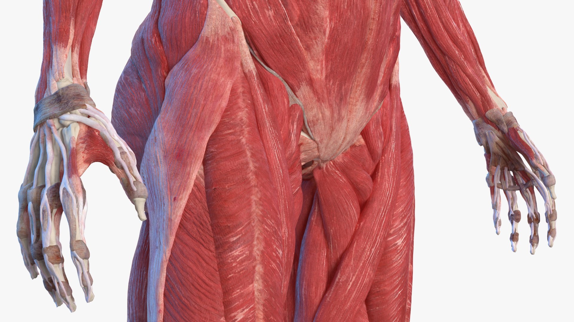 male female body anatomy 3D model https://p.turbosquid.com/ts-thumb/E7/qYydGV/uh/maleandfemalebodyanatomycollectionmb3dmodel016/jpg/1613242453/1920x1080/fit_q87/bf281df038605839f19989d835c645f50259cb8f/maleandfemalebodyanatomycollectionmb3dmodel016.jpg