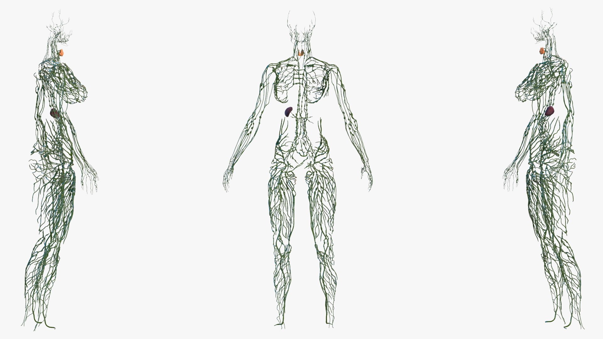 male female body anatomy 3D model https://p.turbosquid.com/ts-thumb/E7/qYydGV/ve/maleandfemalebodyanatomycollectionmb3dmodel052/jpg/1613242515/1920x1080/fit_q87/4092af2f25af9923b320cb2eecdb4f5ed5fe14ce/maleandfemalebodyanatomycollectionmb3dmodel052.jpg