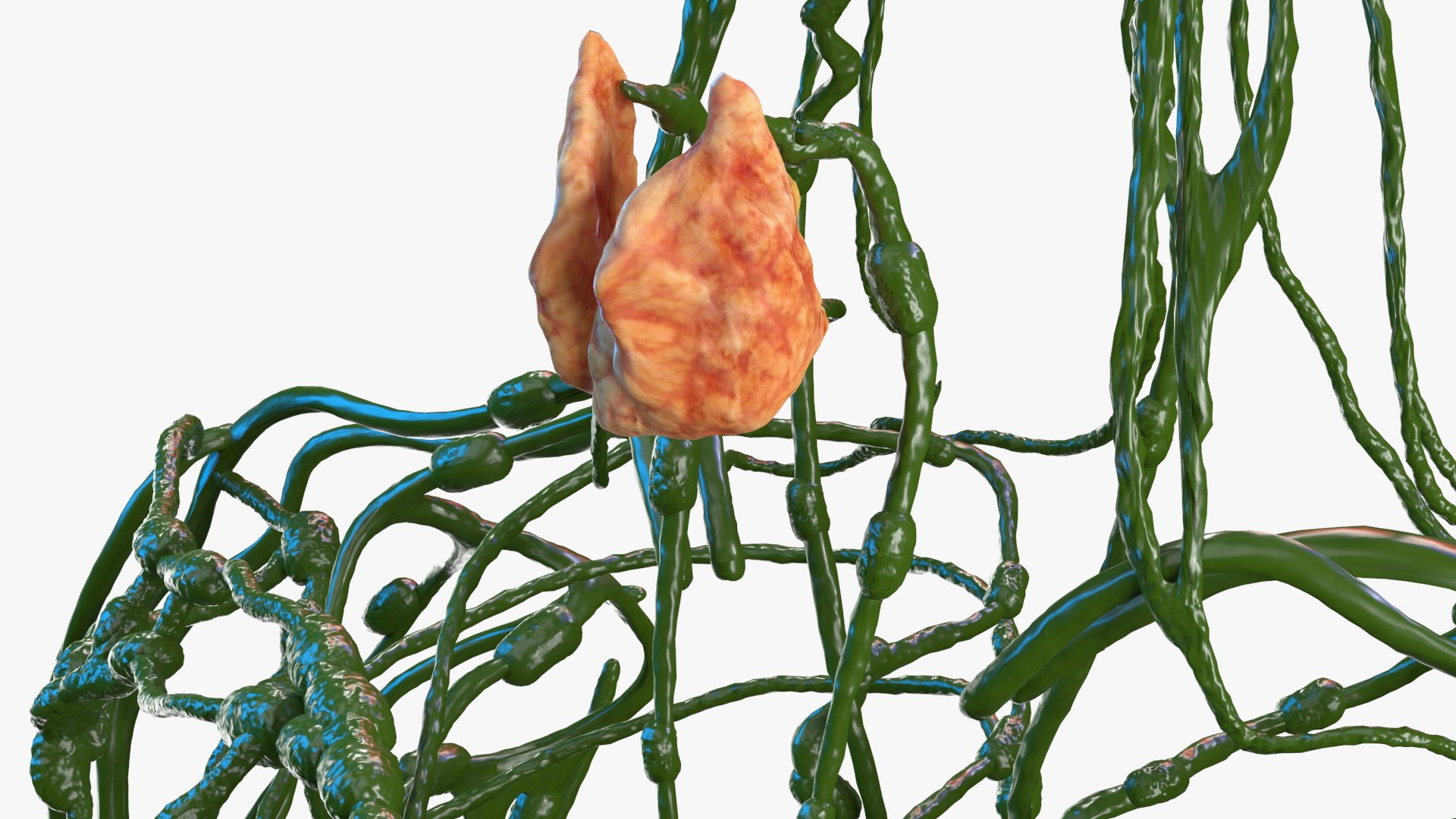 male female body anatomy 3D model https://p.turbosquid.com/ts-thumb/E7/qYydGV/wH/maleandfemalebodyanatomycollectionmb3dmodel057/jpg/1613242511/1920x1080/fit_q87/77de0167577e19da348d9c6419b58bc932b6d78b/maleandfemalebodyanatomycollectionmb3dmodel057.jpg