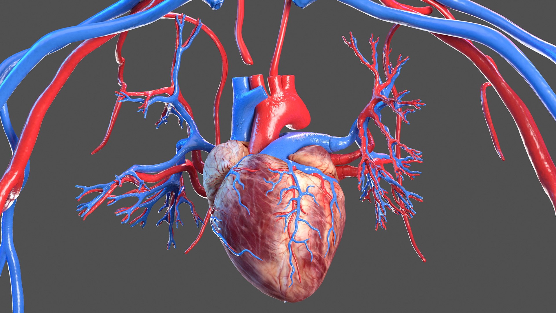 male female body anatomy 3D model https://p.turbosquid.com/ts-thumb/E7/qYydGV/wH/maleandfemalebodyanatomycollectionmb3dmodel083/jpg/1613242570/1920x1080/fit_q87/8cfc4a53272b0321a2555360d31f0259cac858d2/maleandfemalebodyanatomycollectionmb3dmodel083.jpg