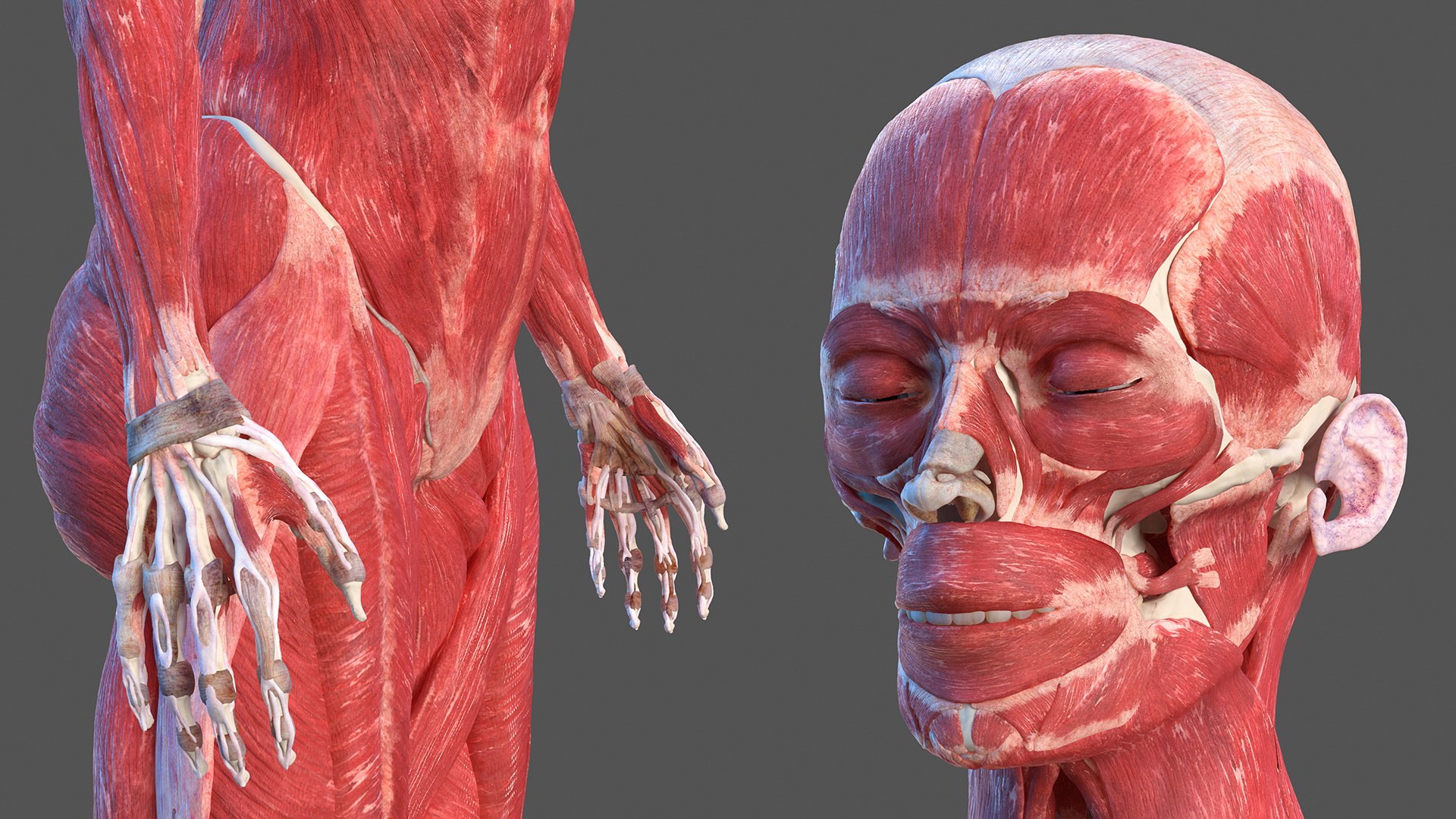 male female body anatomy 3D model https://p.turbosquid.com/ts-thumb/E7/qYydGV/xk/maleandfemalebodyanatomycollectionmb3dmodel013/jpg/1613242462/1920x1080/fit_q87/eb853fa6538e234fa314c2bcd588b6bbeaab7e1e/maleandfemalebodyanatomycollectionmb3dmodel013.jpg