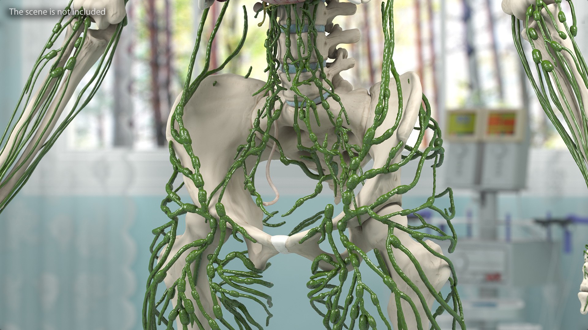 male female body anatomy 3D model https://p.turbosquid.com/ts-thumb/E7/qYydGV/xs/maleandfemalebodyanatomycollectionmb3dmodel046/jpg/1613242521/1920x1080/fit_q87/41b323c4b378727533a76d61288749d034ffb2ac/maleandfemalebodyanatomycollectionmb3dmodel046.jpg