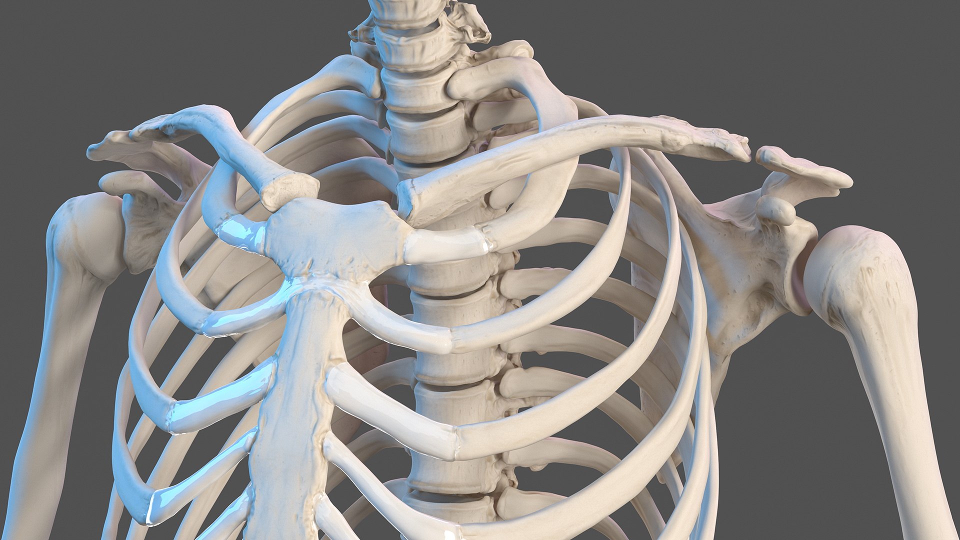 male female body anatomy 3D model https://p.turbosquid.com/ts-thumb/E7/qYydGV/z2/maleandfemalebodyanatomycollectionmb3dmodel021/jpg/1613242463/1920x1080/fit_q87/ecb49951a50bbb6e88195967f3fcf61d311188b8/maleandfemalebodyanatomycollectionmb3dmodel021.jpg