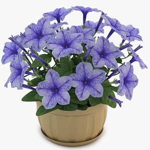 max petunia purple