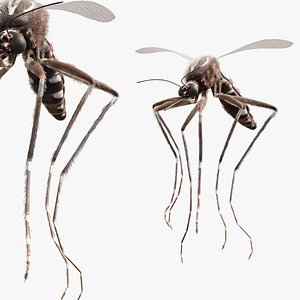 Female Mosquito Flight Straight Fur Animated Rigged For Blender
