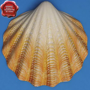 clam seashell 3d model