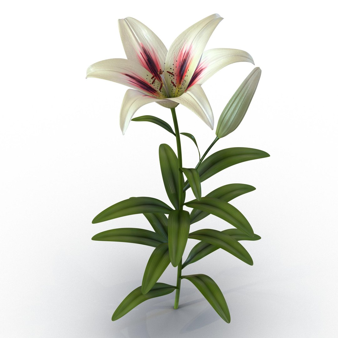 White Asiatic Lily 3D model preview