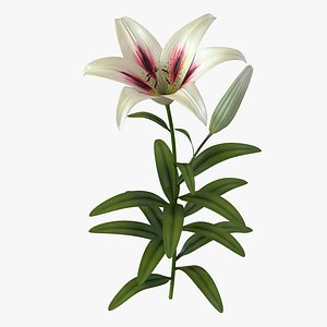 3d white asiatic lily