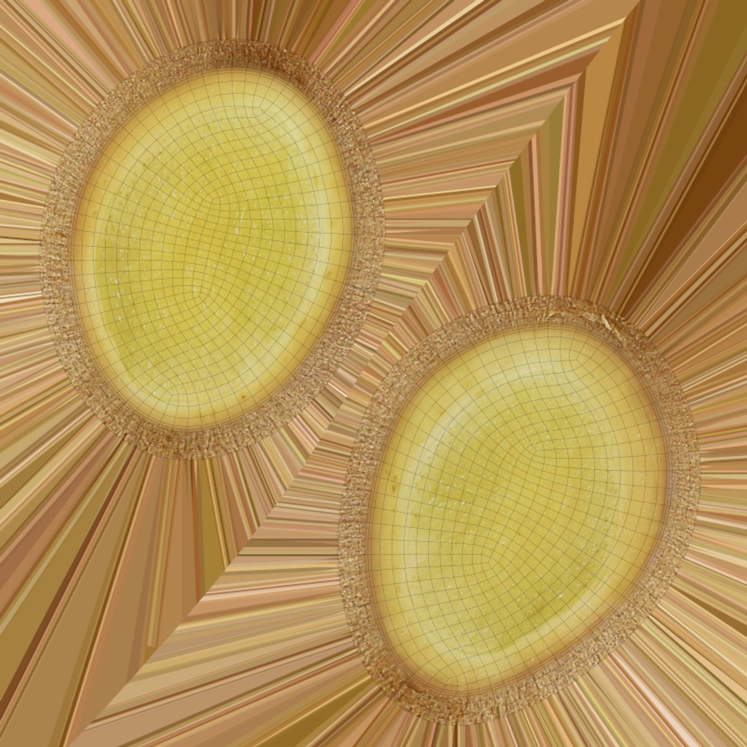 Ginger Slice 3D https://p.turbosquid.com/ts-thumb/E8/9fyCJm/uu/model_0015/png/1771598984/1920x1080/fit_q87/810d9c3236260bd35d3a26707a2723123e4b9c69/model_0015.jpg