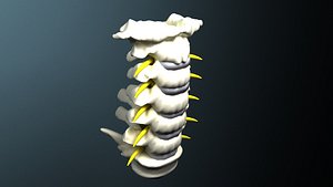 Cervical spine with cord