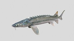 Sturgeon