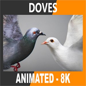Animated Shite and Rock Doves