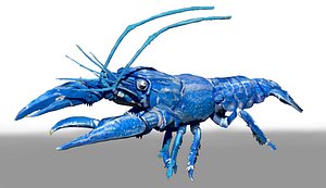 Blue Crawfish ZTL Sculpt 3D model