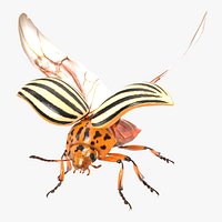Colorado Potato Beetle 2 Rigged for Maya