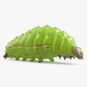 3D model Silkworm Green Rigged for Cinema 4D