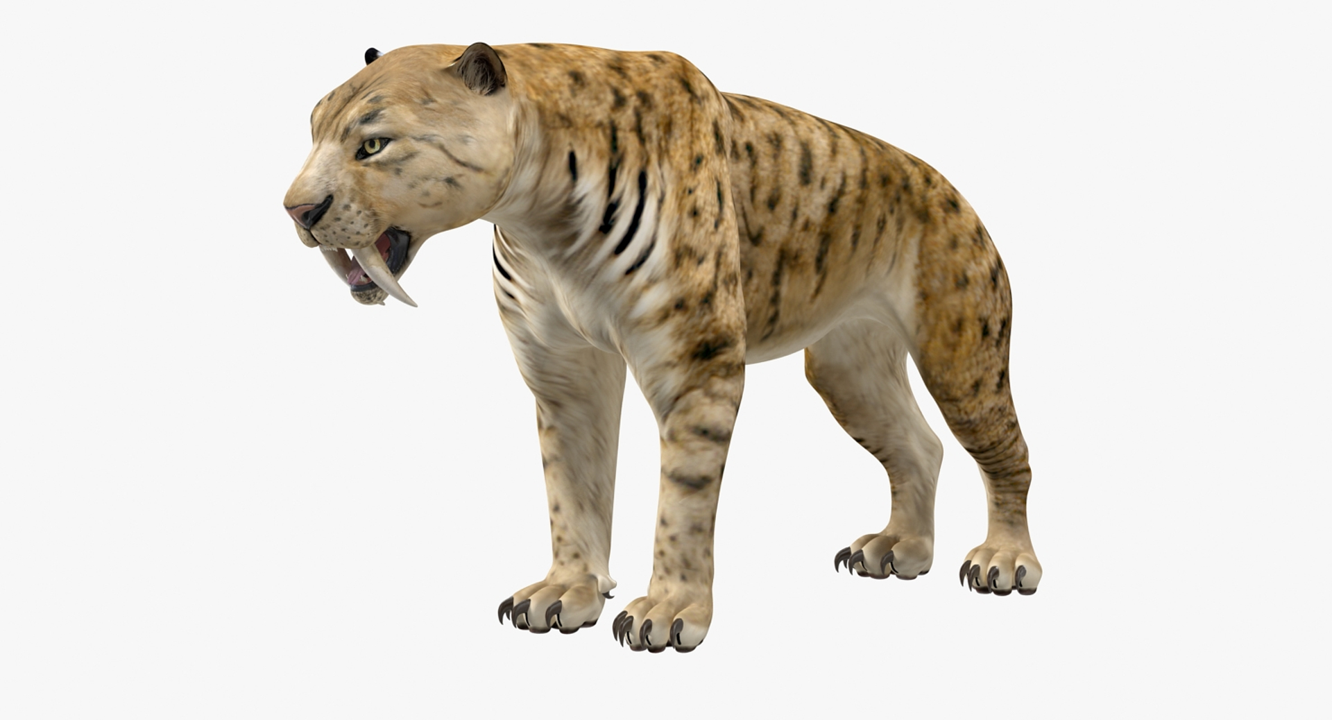 3D Saber Tooth Tiger Rigged - TurboSquid 1379331