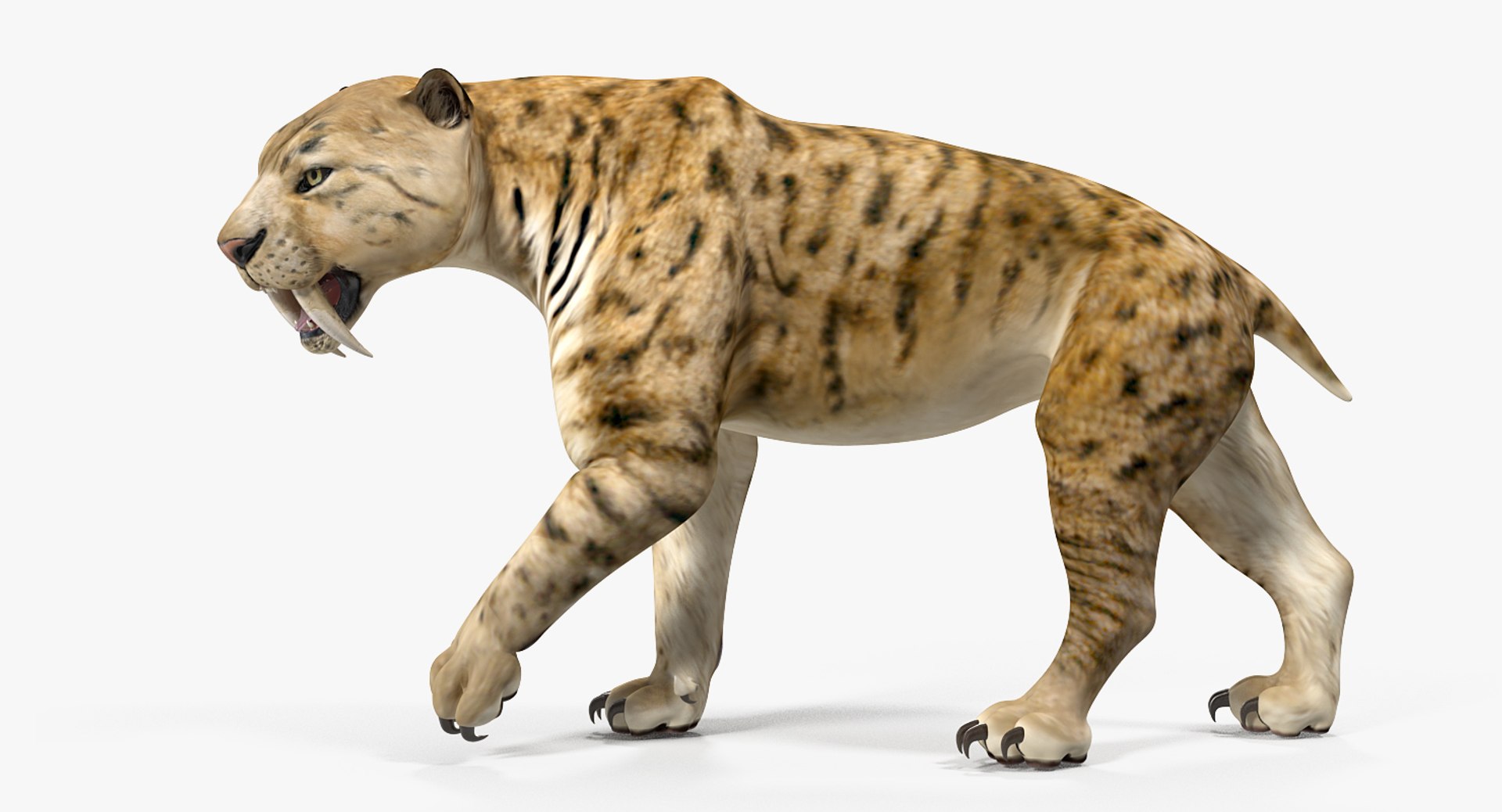 3D saber tooth tiger rigged - TurboSquid 1379331