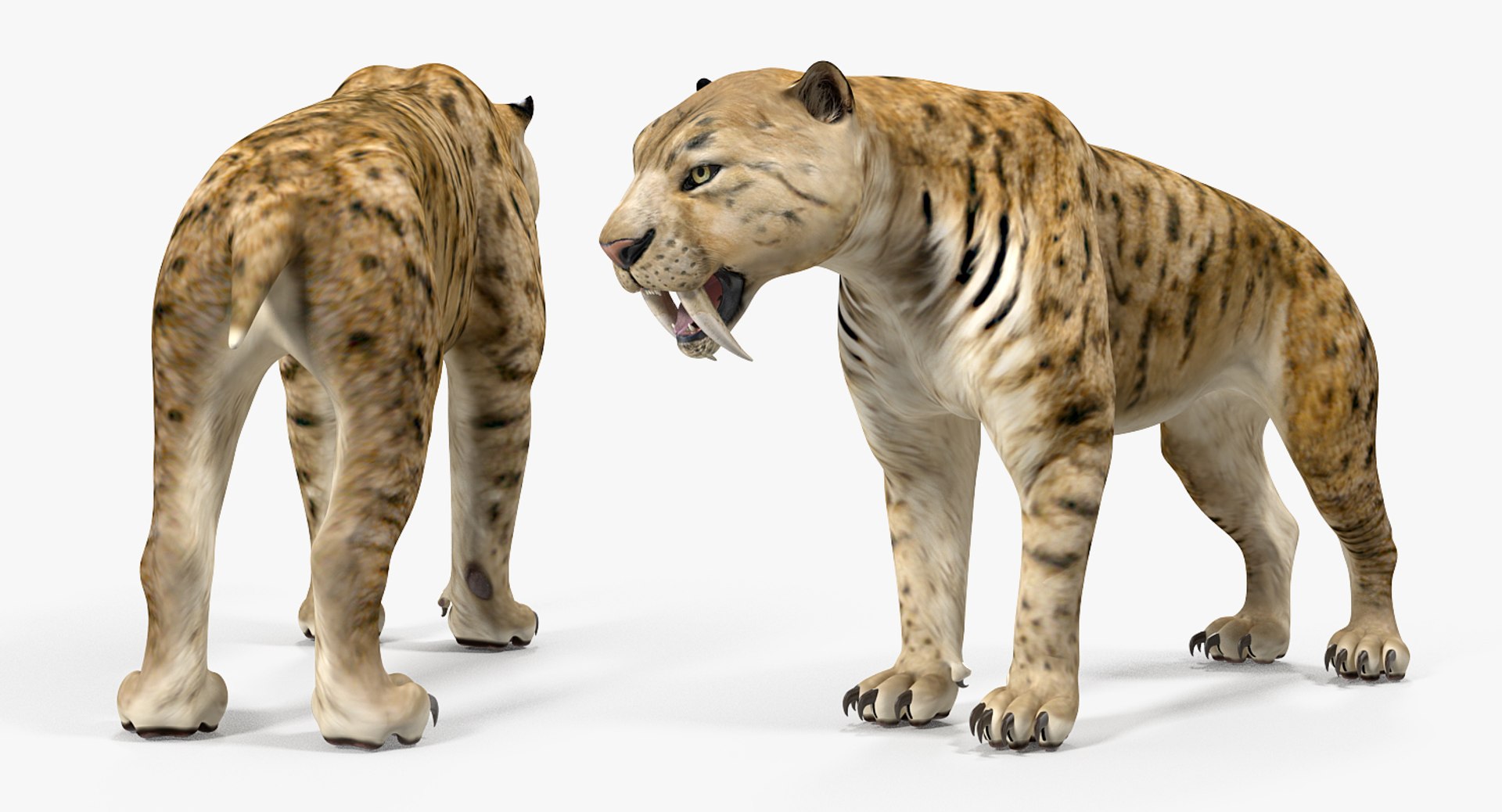 3D Saber Tooth Tiger Rigged - TurboSquid 1379331