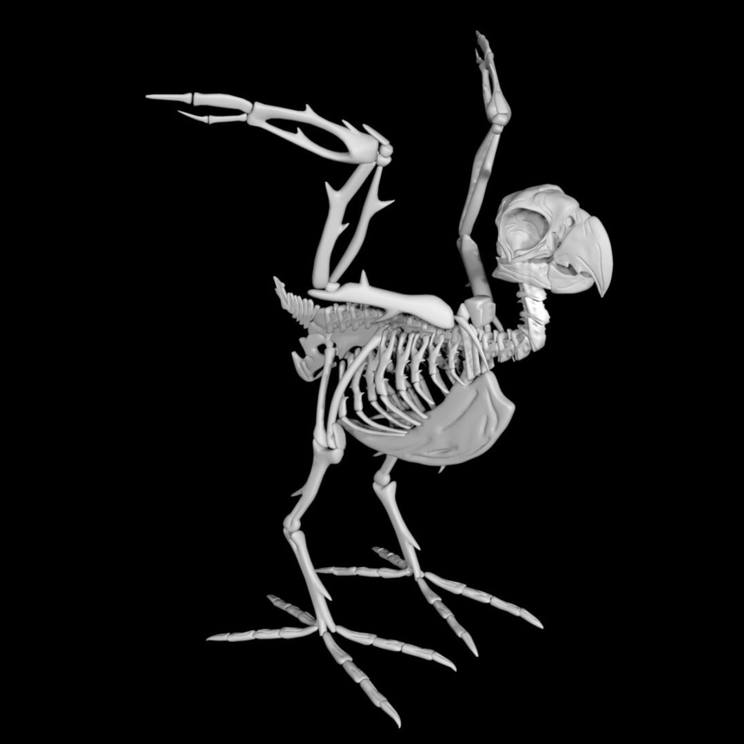 3D Parrot Skeleton - TurboSquid 1886926