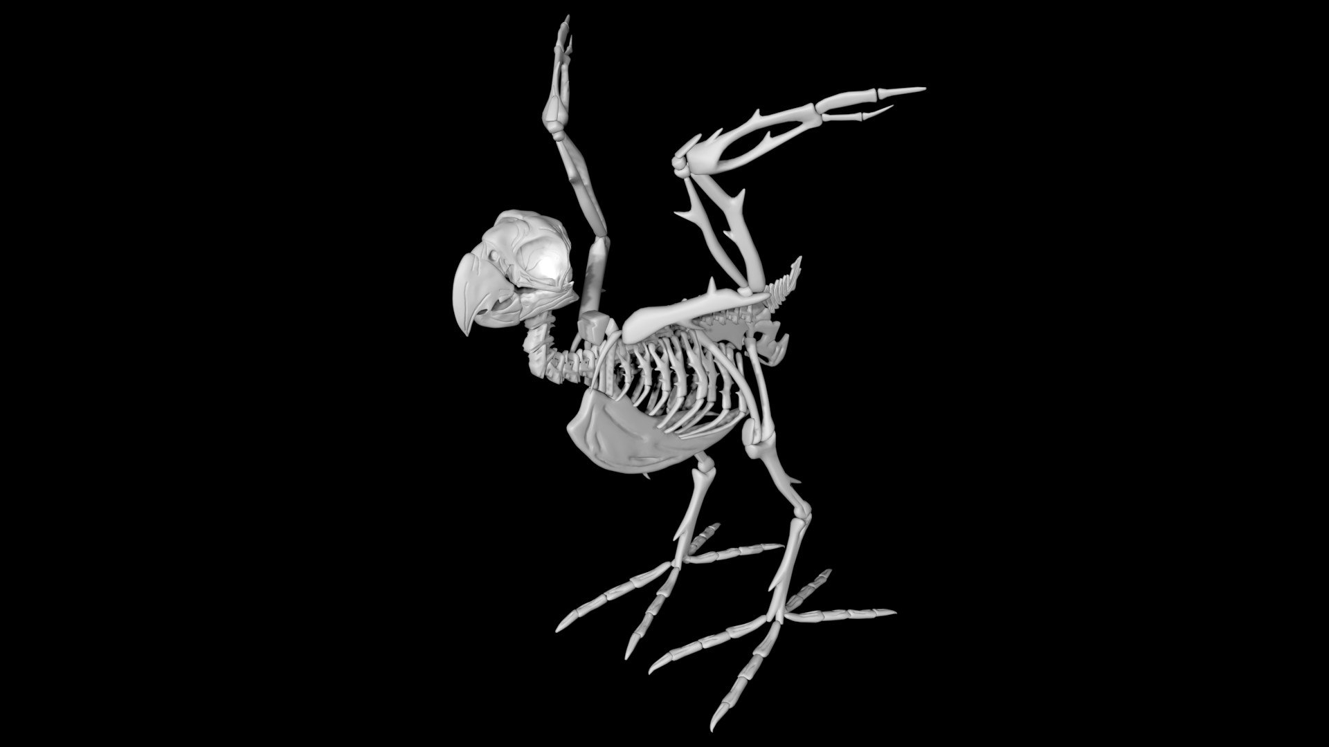 3D Parrot Skeleton - TurboSquid 1886926