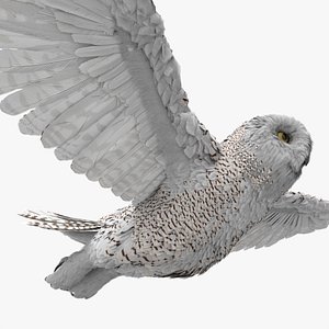 Arctic Snowy Owl Rigged For Blender Animated Set 3D model