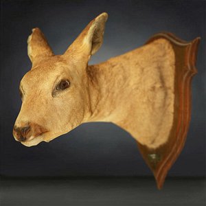 3D animal digital photogrammetry