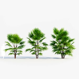 Chuniophoenix hainanensis c 3D model
