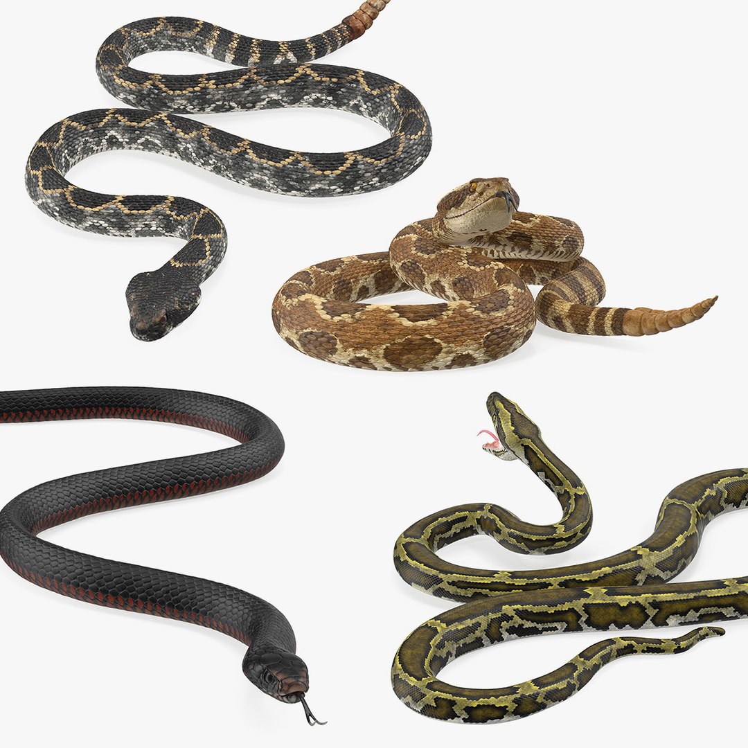 Rigged Snakes Collection 2 3D model preview