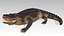 Aligator Animated