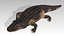 Aligator Animated