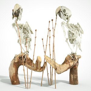 Parrot Skeleton