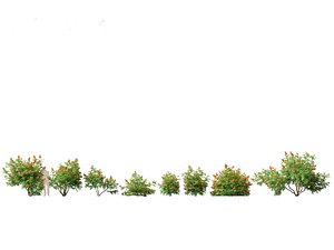 HighPolyLowPoly Caesalpinia Pulcherrima - Peacock Flower model