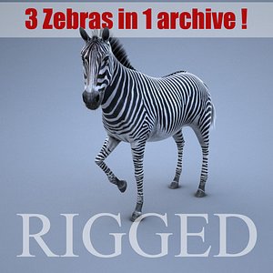 max zebra rig
