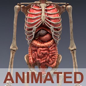 3D Human anatomy Animated Unity included model