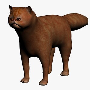 Red Persian Cat