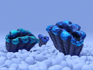 Tridacna