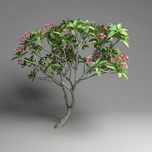 Frangipani