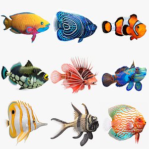 Coral Fish Rigged Collection 4 3D model