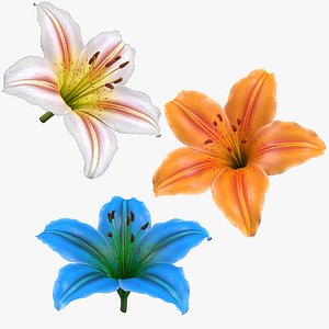 Realistic Lily 3D Model - High-Quality 4K PBR Asset