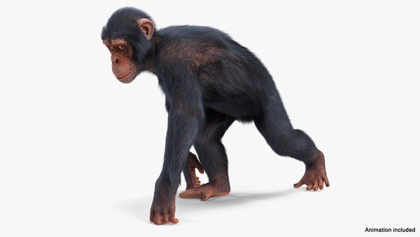 Macaco chimpanzé com pele Modelo 3D $79 - .3ds .fbx .max .obj - Free3D