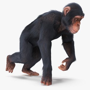 3D chimpanzee walks light skin fur model