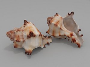 3D seashell sea