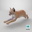 Bébé lynx en position de saut