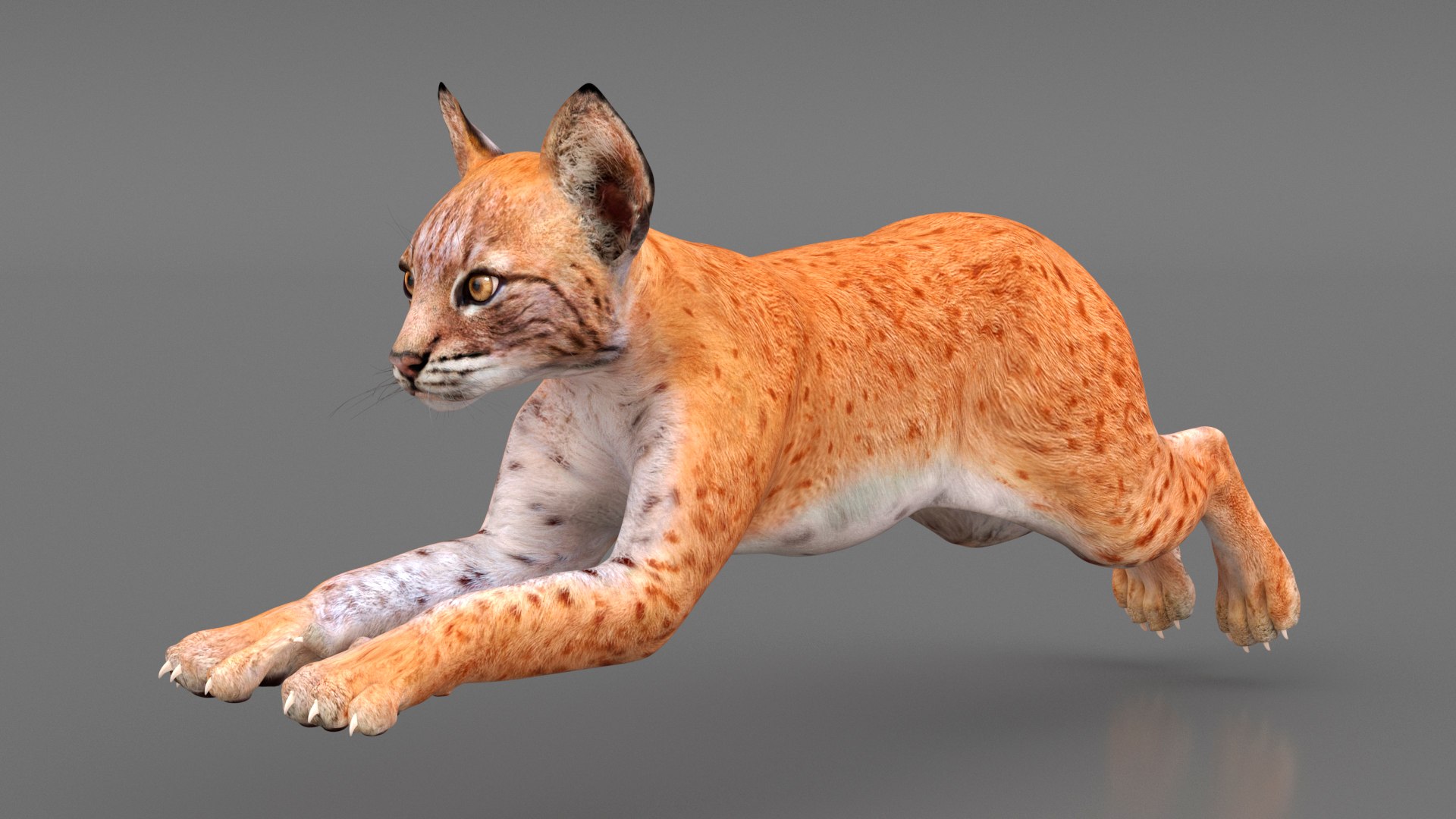 Lynx Cub in Jumping Pose 3D model https://p.turbosquid.com/ts-thumb/EA/Zl4Rw8/EL/lynx_cub_in_jumping_pose_006/jpg/1740030830/1920x1080/fit_q87/a87ce67ea1e127fd69f073f0ce146753d6ee63f3/lynx_cub_in_jumping_pose_006.jpg