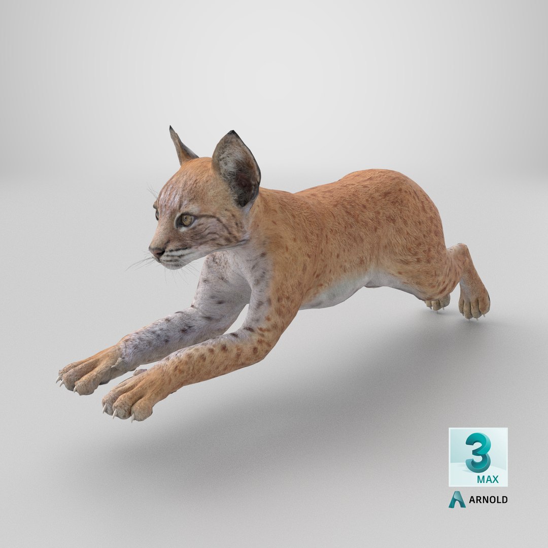 Lynx Cub in Jumping Pose 3D model https://p.turbosquid.com/ts-thumb/EA/Zl4Rw8/FY/stemcell_max_arnold_render/png/1744378331/1920x1080/fit_q87/8a20fda33316f5b10f7320b9d844942b7db70c0a/stemcell_max_arnold_render.jpg