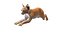 Bébé lynx en position de saut