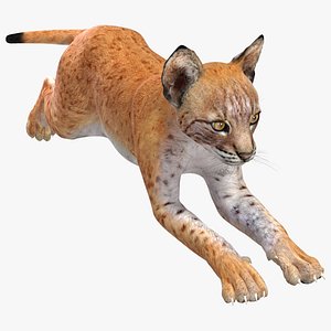 Lynx Cub in Jumping Pose