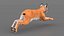 Bébé lynx en position de saut