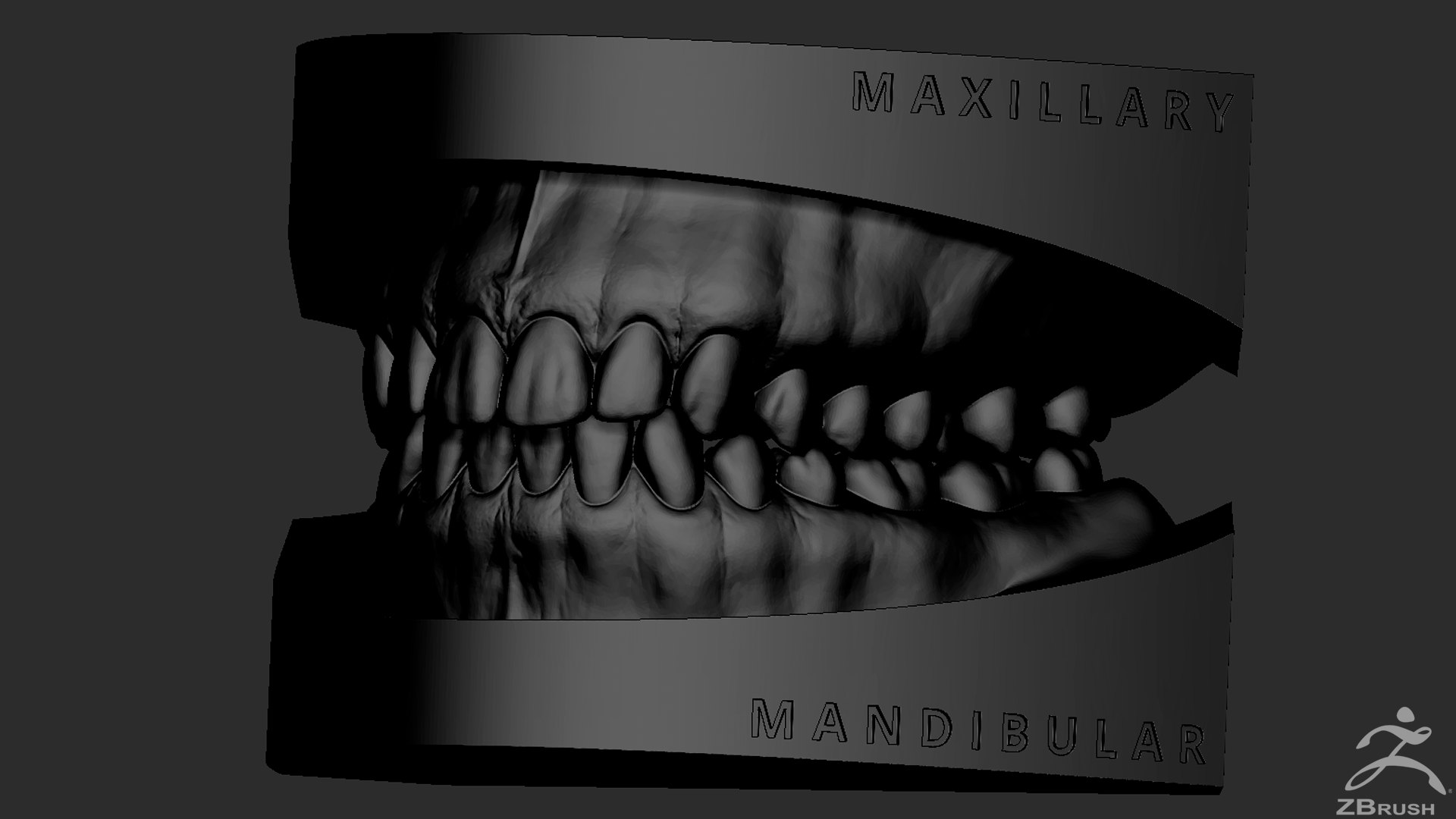 mandibula stl file 3D Models to Print - yeggi