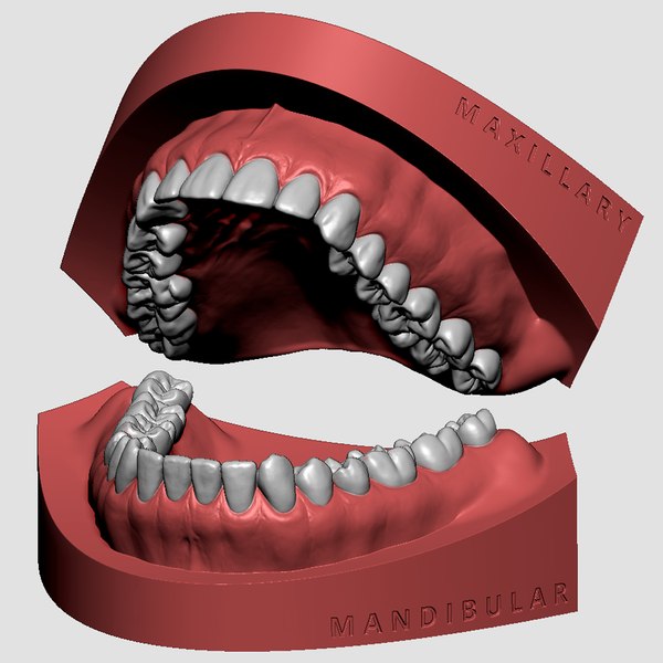 modelo 3d Modelo de impresión 3D dental maxilar y mandibular - TurboSquid  1722311